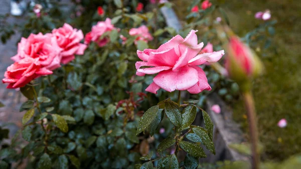 Jardim Belas Rosas Jardim Rosa — Fotografia de Stock