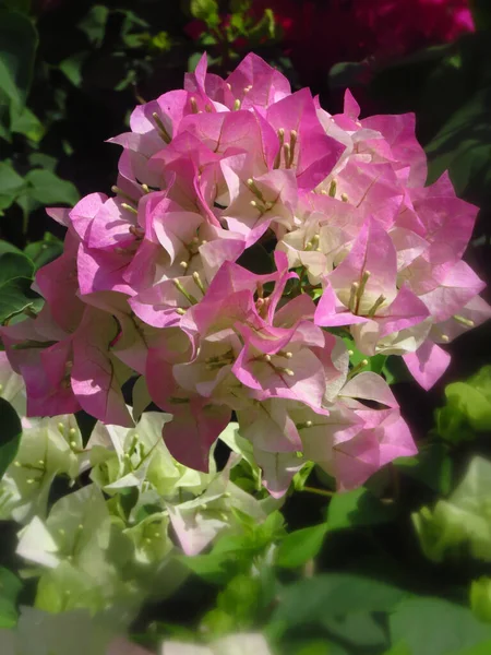 Вертикальний Знімок Красивих Рожевих Квітів Бугенвілля — стокове фото