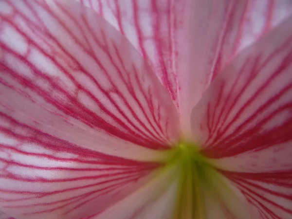 Shallow Focus Shot Vibrant Flower Blurry Background — Stock Photo, Image