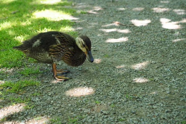 Gros Plan Canard Brun — Photo