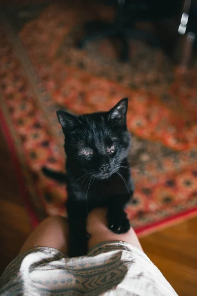 Adorable Fluffy Black Blind Cat Leaning Owners Legs — Stock Photo, Image