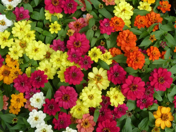 Een Top Uitzicht Van Kleurrijke Zinnia Bloemen Een Tuin — Stockfoto