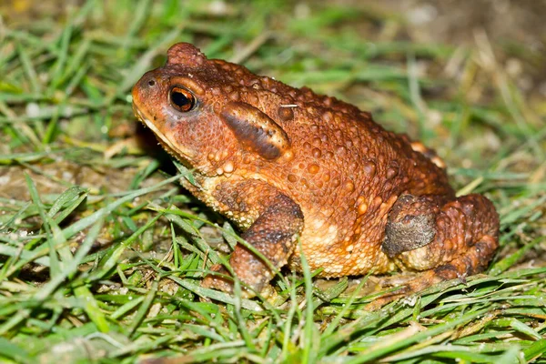 Detailní Záběr Ropuchy Bufo Spinosus Zelené Trávě — Stock fotografie