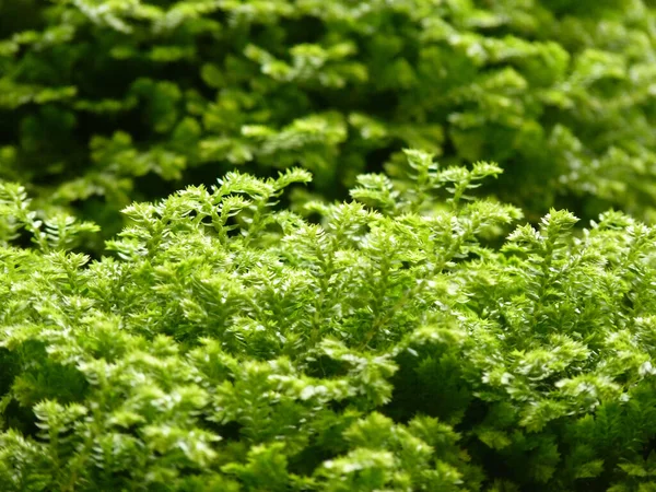 Uno Scenario Soleggiato Piante Foglia Verde Sotto Luce Del Sole — Foto Stock