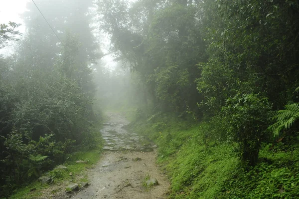 Uma Foto Fascinante Das Misteriosas Florestas Vibrantes Nepal — Fotografia de Stock