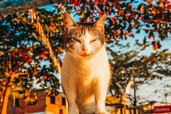 Retrato Gato Blanco Bajo Luz Del Sol Con Árbol Fondo — Foto de Stock