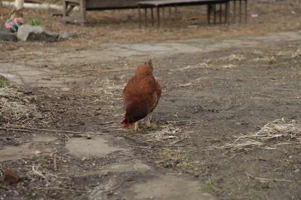 Grande Frango Marrom Comendo Ração Chão Uma Fazenda — Fotografia de Stock