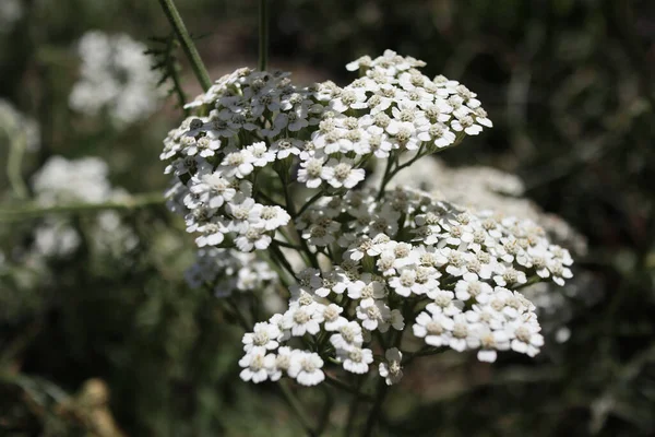 Крупный План Целебной Дикой Травы Общие Ярроу Achillea Millefolium Белые — стоковое фото