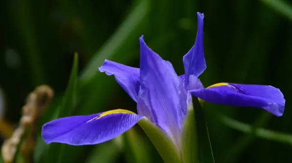 Detailní Záběr Fialové Duhovky Květiny Rozmazaným Pozadím — Stock fotografie