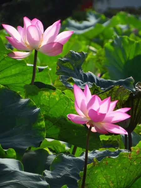 Gros Plan Lotus Sacrés Mignons Sous Lumière Soleil — Photo