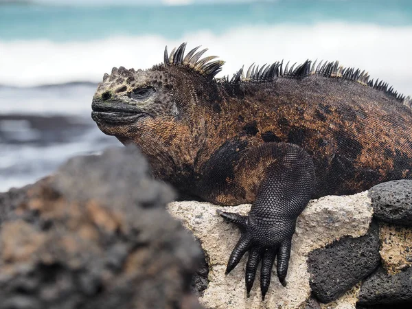 Una Iguana Marina Las Rocas Por Playa Capturada Durante Día — Foto de Stock