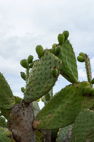 A vertical shot of prickly pear cactus in the field