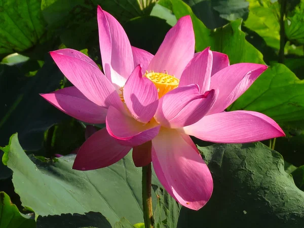 Closeup Shot Cute Sacred Lotus Sunlight — Stock Photo, Image