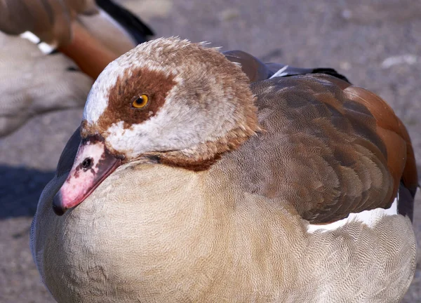 Zbliżenie Ujęcie Siedzącego Brązowego Seaduck — Zdjęcie stockowe