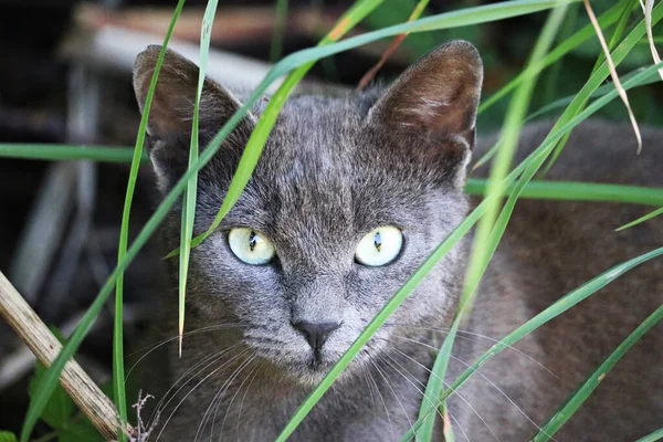 Primo Piano Burbero Gatto Chartreux Campo Giorno — Foto Stock