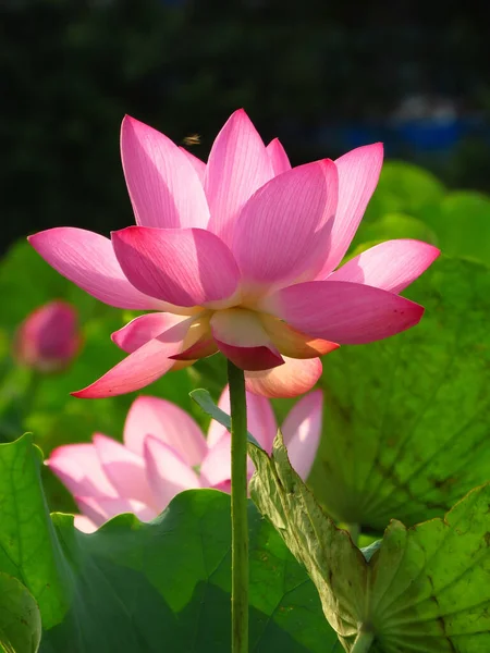 Een Verticaal Shot Van Een Bloeiende Rose Lotus Bloem — Stockfoto
