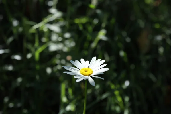 Närbild Kamomillblomma Ett Fält Upplyst Solen — Stockfoto