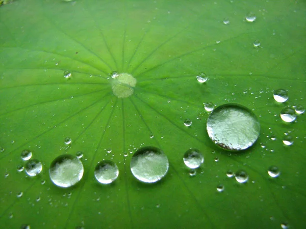 Tiro Perto Gotas Água Uma Superfície Verde Vibrante Uma Fábrica — Fotografia de Stock