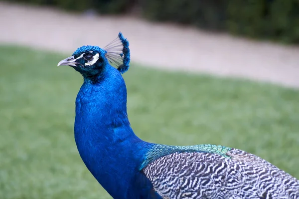 Gros Plan Une Chouette Bleue Sur Fond Flou Royaume Uni — Photo