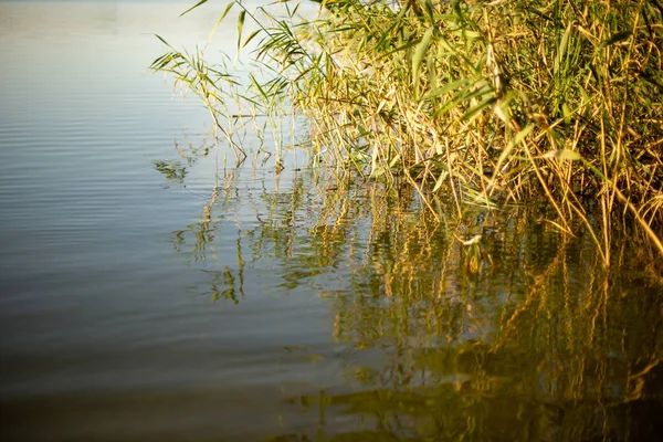 生长中的植物在湖上的倒影 — 图库照片