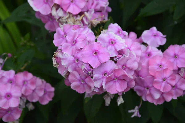 Närbild Blommorna Från Växt Som Heter Phlox Trädgård — Stockfoto