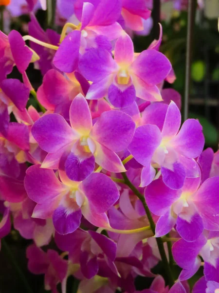Tiro Vertical Closeup Grupo Orchids Roxos Bonitos — Fotografia de Stock