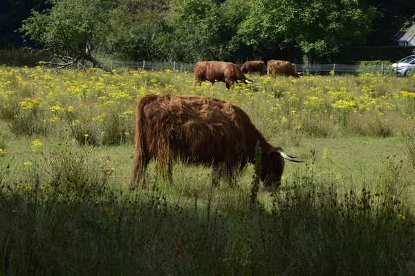 一头棕色的公牛在绿地里吃草 — 图库照片