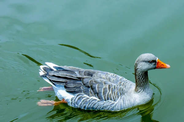 Beautiful Gray Goose Swimming Lake — Stock Photo, Image