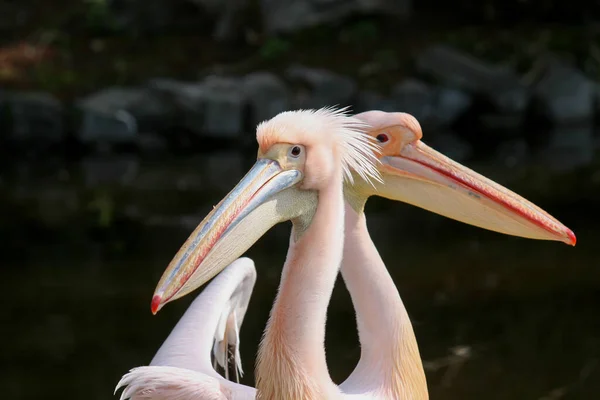 Portrait Two Pelicans Natural Environment — Stock Photo, Image