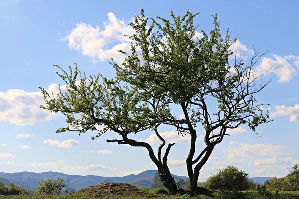 Hermoso Paisaje Árbol Campo Verde Las Montañas Bajo Cielo Nublado — Foto de Stock