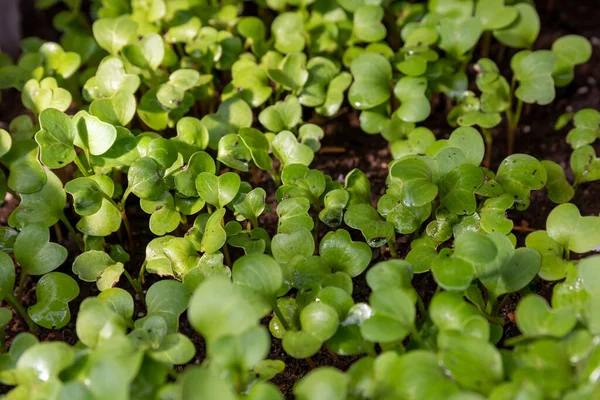 Uno Scatto Selettivo Delle Piantine Verdi Che Crescono Nel Terreno — Foto Stock