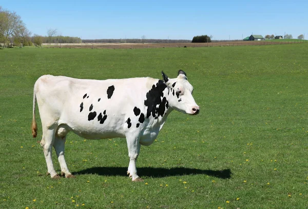 Una Hermosa Toma Vaca Lechera Blanca Negra Campo —  Fotos de Stock