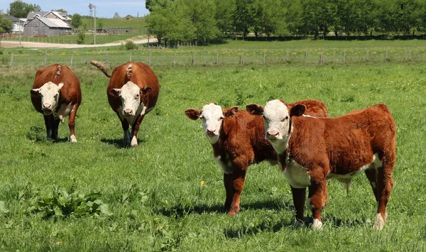 Brązowe Słodkie Krowy Trawie Polu — Zdjęcie stockowe