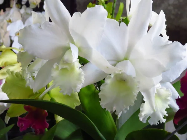 Closeup Shot Beautiful Wold White Orchids — Stock Photo, Image