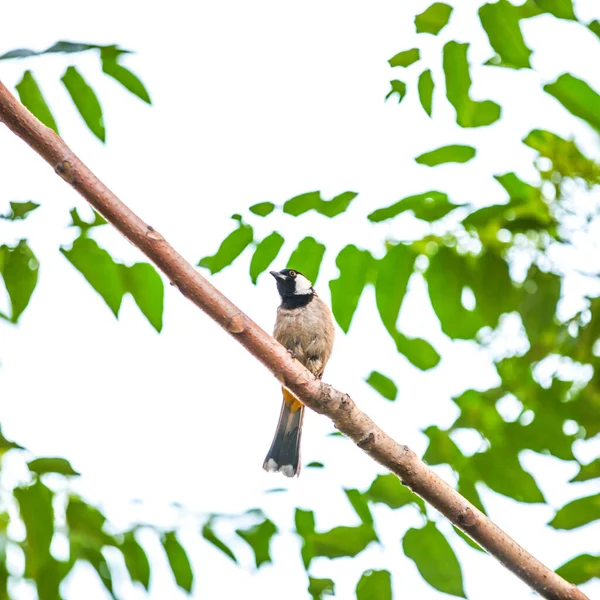 Снимок Низкого Угла Красивой Птицы Сидящей Ветке Дерева Лесу — стоковое фото