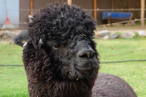 Closeup Shot Black Dirty Llama Zoo — Stock Photo, Image