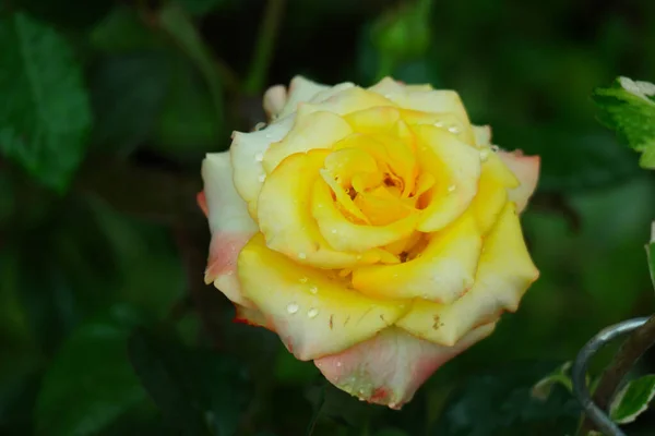 一个有水滴的美丽的黄色玫瑰的选择性焦点镜头 — 图库照片