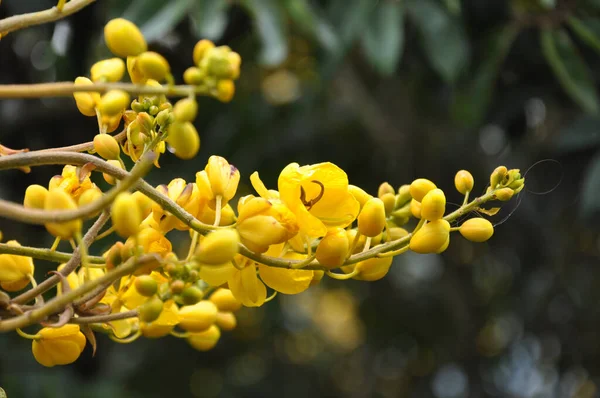 Eine Nahaufnahme Von Gelben Blütenzweig Auf Unscharfem Hintergrund Blätter — Stockfoto