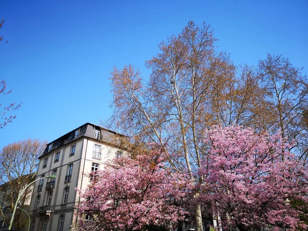 Beautiful Shot Purple Blossom Trees Buildings Blue Sky — Stock Photo, Image