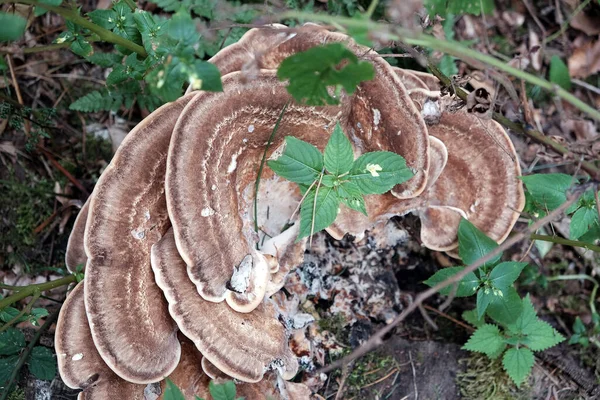 Selective Focus Shot Giant Polypore Fungus Family Meripilaceae — Stock Photo, Image