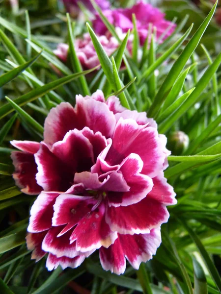 Ένα Κάθετο Κοντινό Πλάνο Του Λουλουδιού Dianthus Έναν Κήπο — Φωτογραφία Αρχείου
