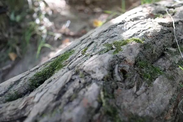 Ormanda Yosunlarla Kaplı Bir Ağaç Kabuğunun Yakın Çekim Dokusu — Stok fotoğraf