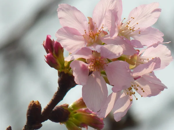 Gros Plan Fleurs Cerisier Mignon Sous Lumière Soleil — Photo