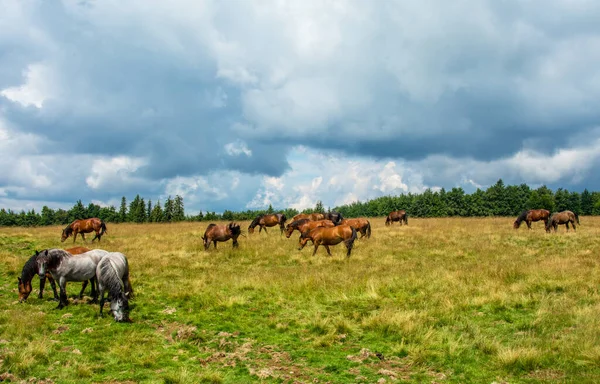 Paisaje Grupo Caballos Pastando Campo Día Nublado —  Fotos de Stock