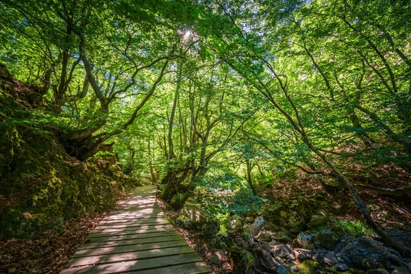 緑の森の中の川に架かる木製の橋の美しいショット — ストック写真