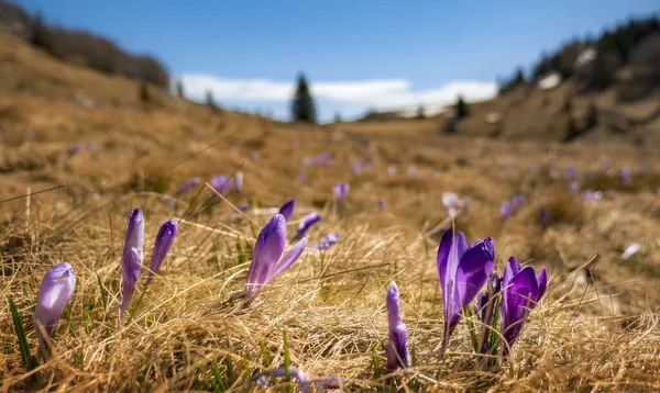 Närbild Selektiv Fokus Skott Ett Fält Blommor Som Heter Saffron — Stockfoto