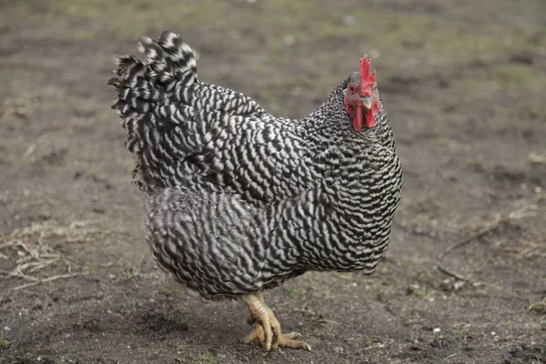 Ένα Κοντινό Πλάνο Ενός Μεγάλου Πέτρινου Κοτόπουλου Μια Φάρμα — Φωτογραφία Αρχείου