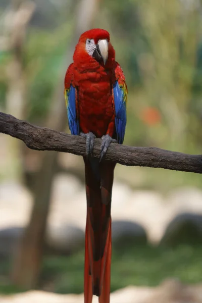 Plan Vertical Aras Écarlate Aux Plumes Rouges Jaunes Bleues Sur — Photo