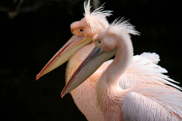 Portrait Deux Pélicans Dans Environnement Naturel — Photo