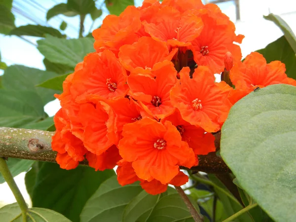 Closeup Shot Beautiful Cordia Sebestena Flower Blurred Background — Stock Photo, Image